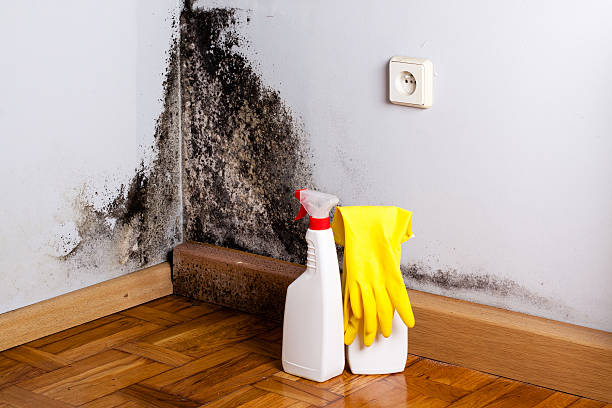 Certified Mold Removal in Norway, MI